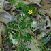 Oxalis colorea - Photo (c) Michael J. Papay, μερικά δικαιώματα διατηρούνται (CC BY), uploaded by Michael J. Papay