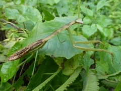 Tenodera costalis
