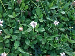 Phyla nodiflora minor