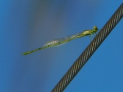 Coenagrionidae