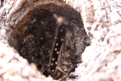 Oxytrigona tataira