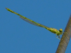 Coenagrionidae