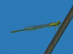 Coenagrionidae