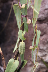 Aristolochia smilacina