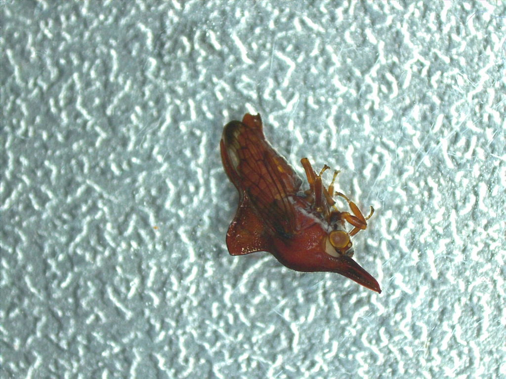Nessorhinus vulpes