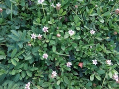 Phyla nodiflora minor