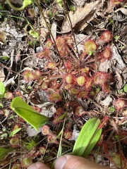 Drosera rotundifolia image