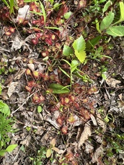 Drosera rotundifolia image