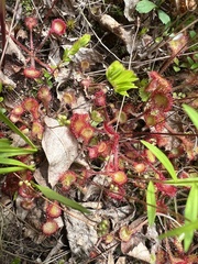 Drosera rotundifolia image