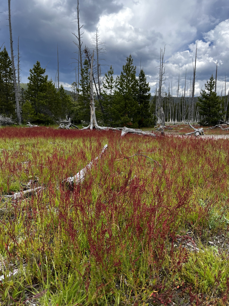 Sheep's sorrel from Park County, WY, USA on June 25, 2023 at 03:20 PM ...