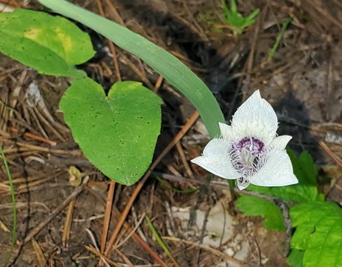 Image of Calochortus elegans by (c) Laura Gaudette, some rights reserved (CC BY)