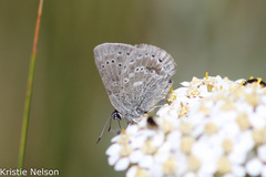 Satyrium semiluna