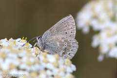 Satyrium semiluna
