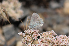 Satyrium semiluna