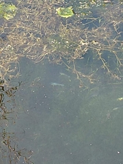 Cyprinodon nevadensis shoshone