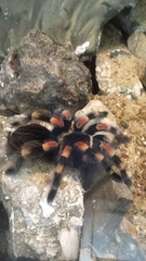 Brachypelma hamorii