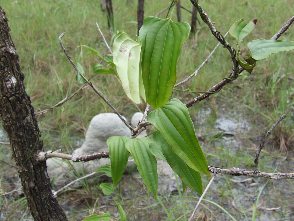 Stemona lucida