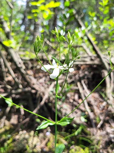 Image of Sabatia difformis by (c) Zihao Wang, some rights reserved (CC BY)