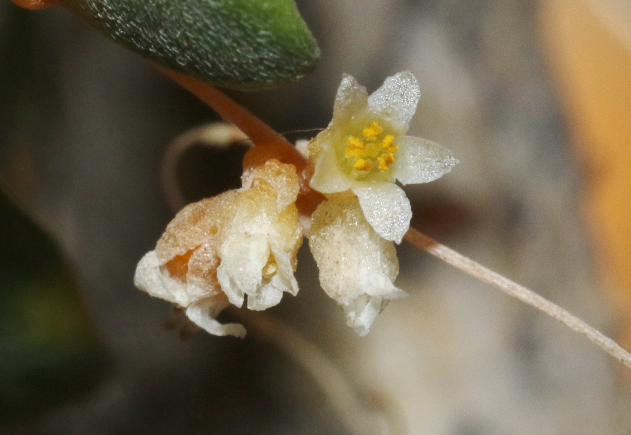 Cuscuta veatchii