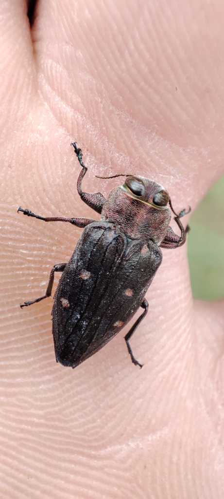 Chrysobothris affinis from Буча, Київська обл., Україна, 08292 on July