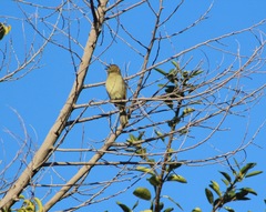 Andropadus importunus