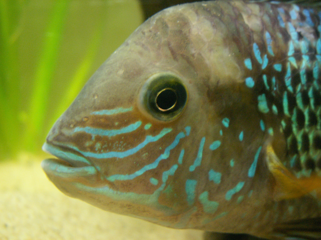 Рыбехи. Акара умный дом. Геофагус хеккеля. Цихлиды африка акара. Акара умный.