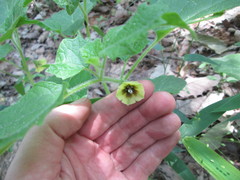 Physalis heterophylla