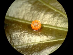 Parides burchellanus