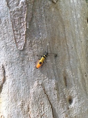 Chauliognathus imperialis
