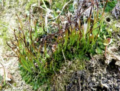 Anthoceros