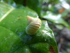 Leptopoma multilabre