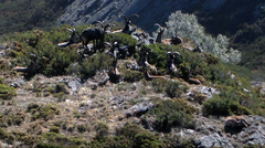 Capra pyrenaica victoriae