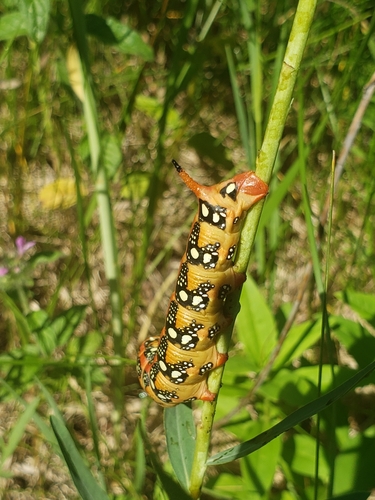 Leafy Spurge Hawkmoth photo 6