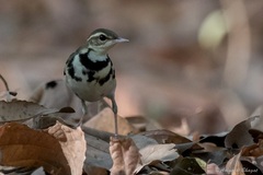 Forest Wagtail photo 2