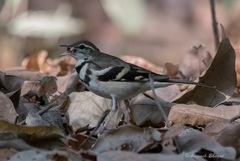 Forest Wagtail photo 3