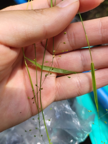 Bog Panic Grass (Dichanthelium lucidum)