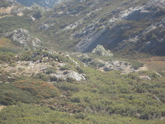 Capra pyrenaica victoriae