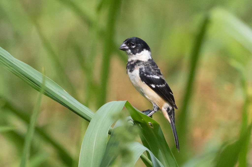 Morelet's Seedeater