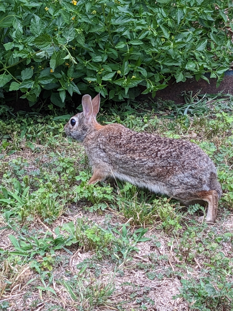 Eastern Cottontail from Pitman Creek Estates, Plano, TX 75075, USA on