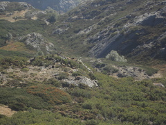 Capra pyrenaica victoriae