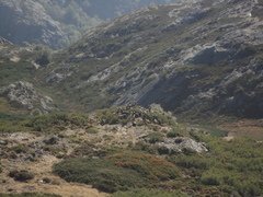 Capra pyrenaica victoriae