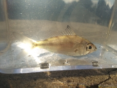 Eucinostomus harengulus