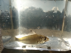 Eucinostomus harengulus