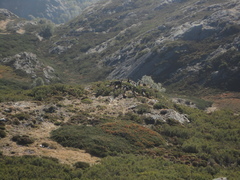 Capra pyrenaica victoriae