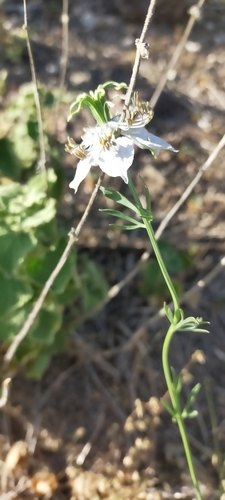 Image of Nigella gallica by (c) Jorge Íñiguez, some rights reserved (CC BY)