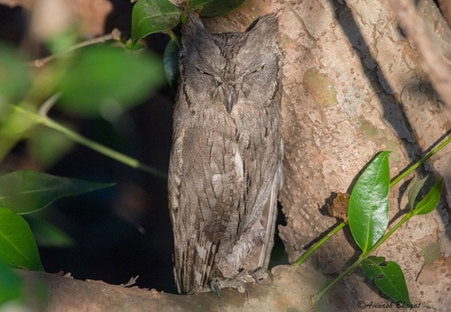 Pallid Scops-Owl