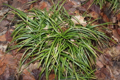 Carex sylvatica
