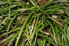 Carex sylvatica
