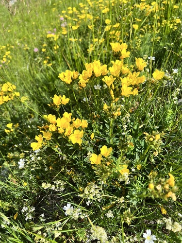 Linum capitatum (Linum capitatum)