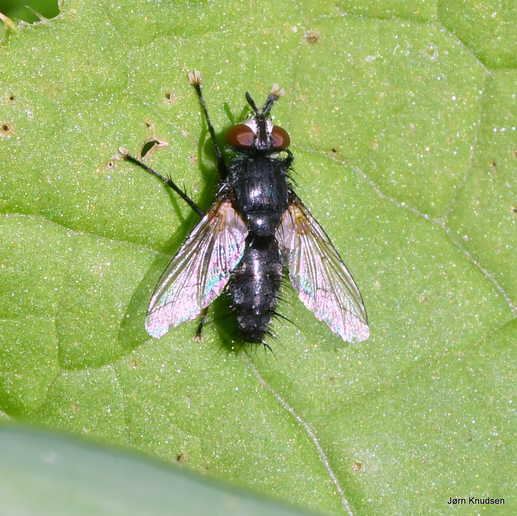 Exorista Rustica From 5601 Årslev, Danmark On July 7, 2023 At 02:09 Pm 